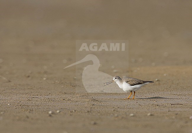 Terek Sandpiper, Terekruiter, Xenus cinereus stock-image by Agami/Arie Ouwerkerk,