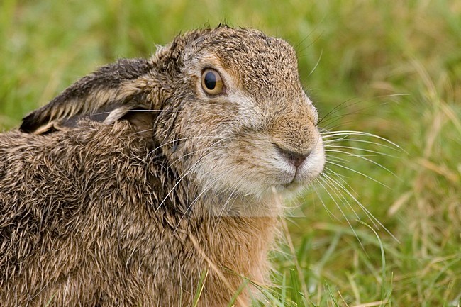 European Hare; Europese haas stock-image by Agami/Han Bouwmeester,