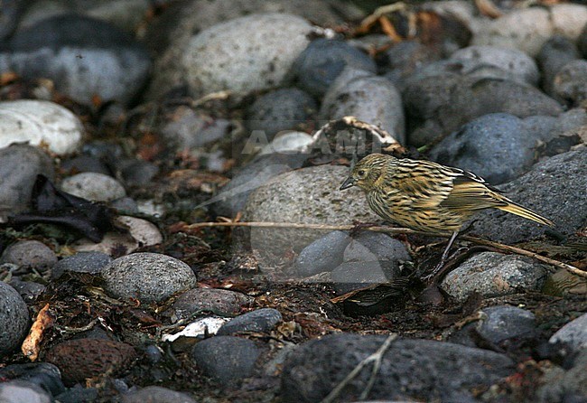 Immature Gough Finch (Rowettia goughensis), or Gough Bunting, a critically endangered species of songbird endemic to Gough Island. stock-image by Agami/Marc Guyt,