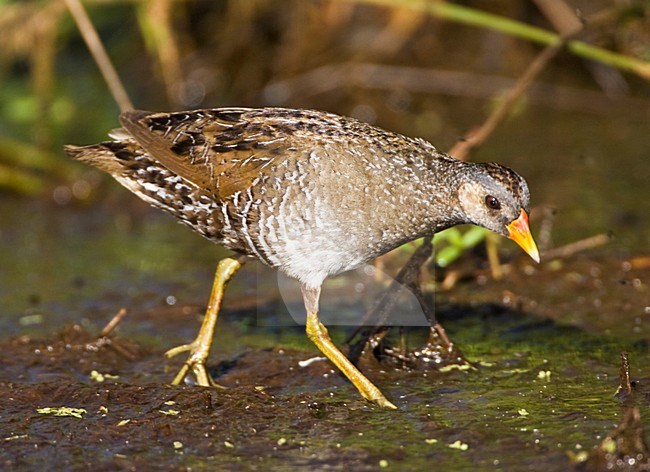 Porseleinhoen foeragerend om slikrand; Spotted Crake foraging on edge of marsh stock-image by Agami/Marc Guyt,