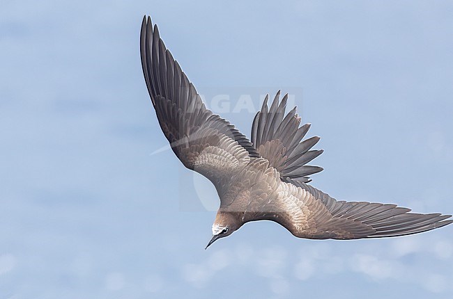 Brown Noddy (Anous stolidus), also known as or common noddy. At sea near the Solomon islands. stock-image by Agami/Marc Guyt,