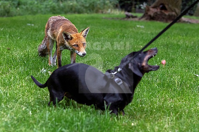 European Red Fox (Vulpes vulpes crucigera) stanging closeby a dog in the streets, Uccle, Brussels, Brabant, Belgium. stock-image by Agami/Vincent Legrand,