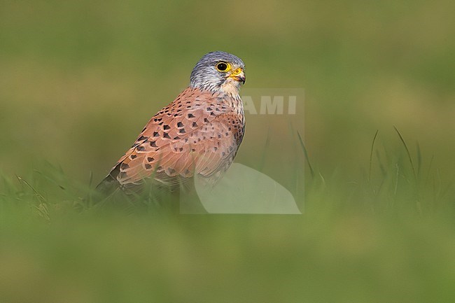 Male Eurasian Kestrel (Falco tinnunculus) perched on a broken branch in Italy. stock-image by Agami/Daniele Occhiato,
