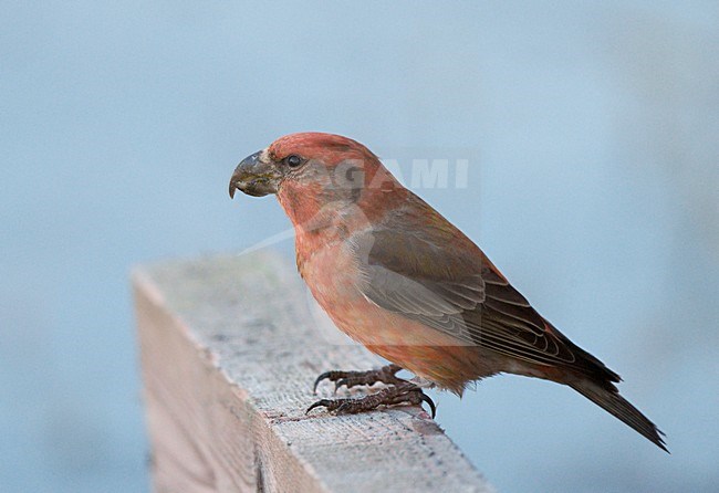 Mannetje Grote Kruisbek, Male Parrot Crossbill stock-image by Agami/Markus Varesvuo,