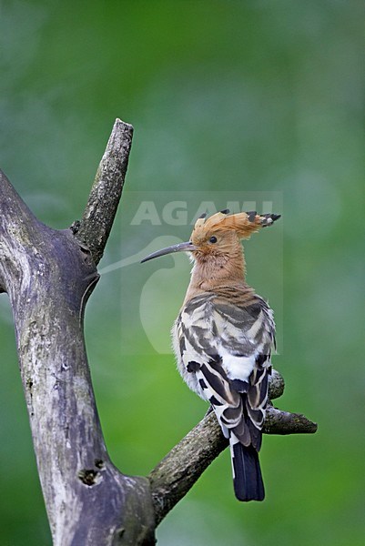 Hop zittend; Eurasian Hoopoe perched stock-image by Agami/Markus Varesvuo,