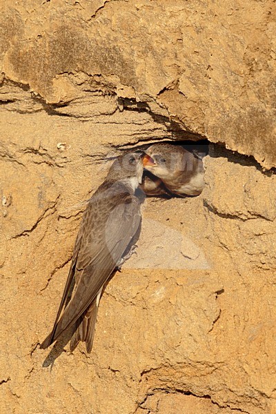 Oeverzwaluw voert jong; Sand martin feeding juvenile stock-image by Agami/Walter Soestbergen,