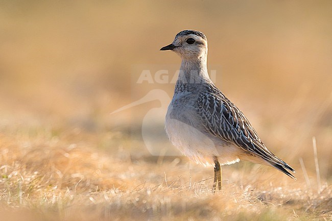 Morinelplevier; Eurasian Dotterel; Eudromias morinellus; Charadrius morinellus stock-image by Agami/Daniele Occhiato,