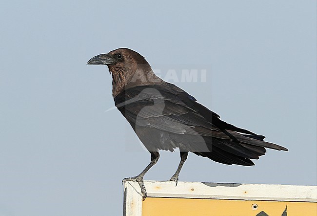 Brown-necked Raven (Corvus ruficollis) at Qatbit in Oman. Sitting on a roadsign. stock-image by Agami/Aurélien Audevard,