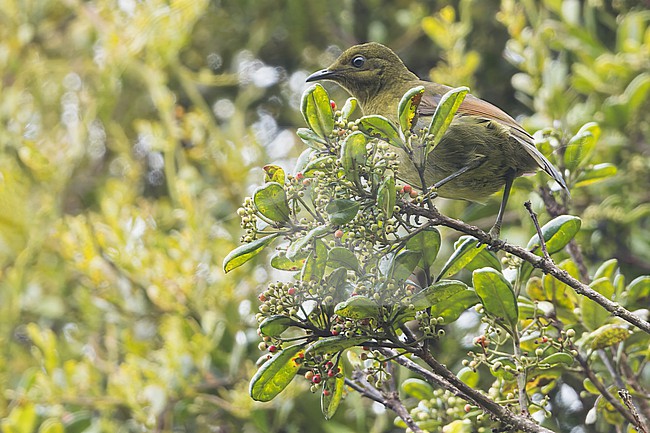 Loria's Satinbird (Cnemophilus loriae) Perched on a branch in Papua New Guinea stock-image by Agami/Dubi Shapiro,