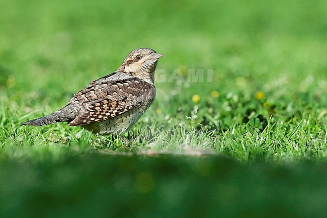 Adult Eurasian Wryneck (Jynx torquilla) foraging on a grassfield in Sde Boker, Israel. stock-image by Agami/Marc Guyt,