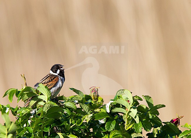 Zingend mannetje Rietgors; Singing Male Reed Bunting stock-image by Agami/Roy de Haas,