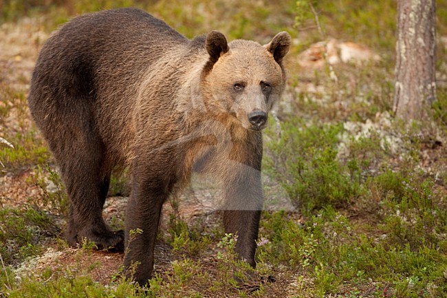 Bruine Beer in bos, Brown Bear in forest stock-image by Agami/Menno van Duijn,