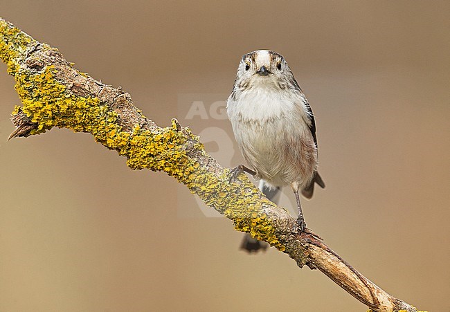 Long-tailed Tit (Aegithalos caudatus) in northern Italy stock-image by Agami/Alain Ghignone,