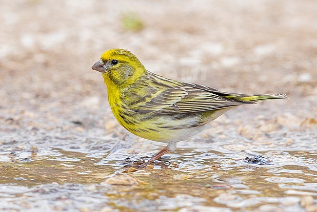 European Serin (Serinus serinus), side view of an adult male standing on the ground, Abruzzo, Italy stock-image by Agami/Saverio Gatto,