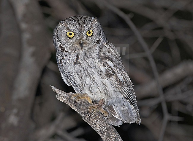 Western Screech-Owl, Megascops kennicottii, in Western Mexico. stock-image by Agami/Pete Morris,