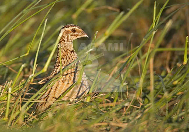 Common Quail; Kwartel stock-image by Agami/Markus Varesvuo,