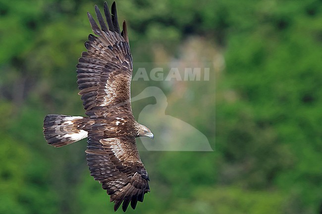 Golden Eagle (Aquila chrysaetos), subadult male in flight seen from the above, Campania, Italy stock-image by Agami/Saverio Gatto,
