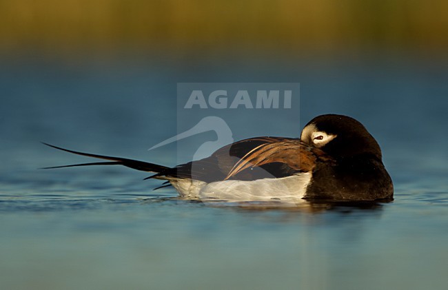 Mannetje IJseend; Male Long-tailed Duck stock-image by Agami/Danny Green,