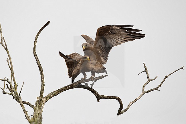 Copulating Yellow-billed Kite (Milvus migrans parasiticus) at Lake Mburo in Uganda stock-image by Agami/Mathias Putze,