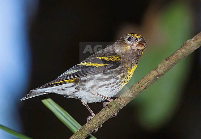 Indonesian Serin (Chrysocorythus estherae) perched in a tree stock-image by Agami/Dubi Shapiro,