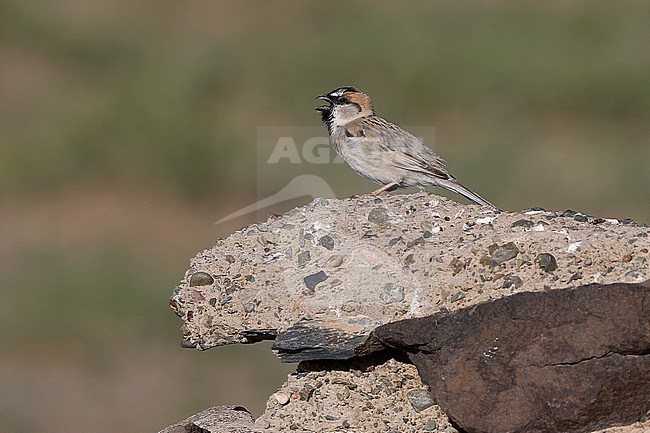 Singing male Saxaul Sparrow, Passer ammodendri, in Mongolia. stock-image by Agami/James Eaton,