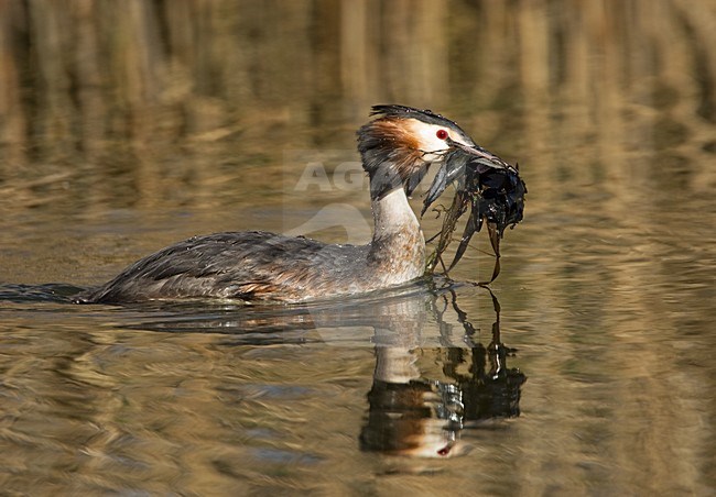 Great Crested Grebe adult with nestmaterial; Fuut volwassen  met nestmateriaal stock-image by Agami/Roy de Haas,