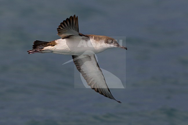 Yelkouanpijlstormvogel in de vlucht; Yelkouan Shearwater in flight stock-image by Agami/Daniele Occhiato,