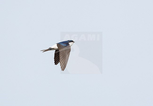 Adult Common House Martin (Delichon urbicum) on migration flying against pale blue sky in sideview showing upperwing stock-image by Agami/Ran Schols,