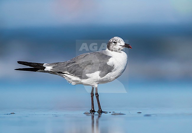 Laughing Gull sitting on a beach, North Wildwood, New Jersey. August 2016. stock-image by Agami/Vincent Legrand,