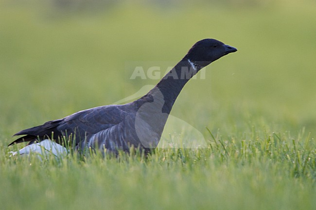Rotgans, Dark-bellied Brent Goose, Branta bernicla stock-image by Agami/Menno van Duijn,