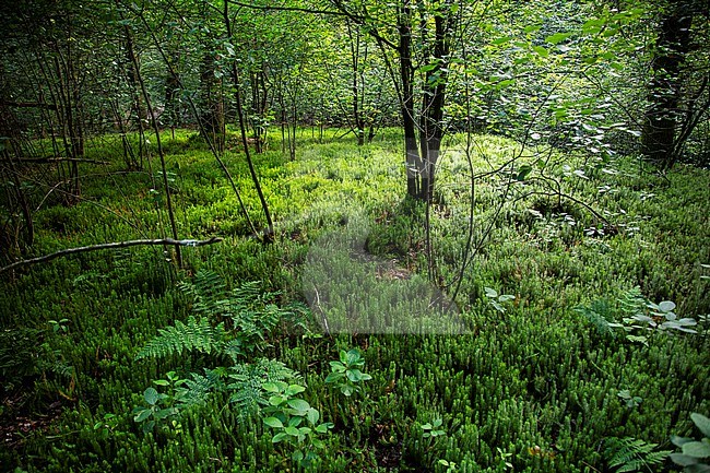 Interrupted Clubmoss, Spinulum annotinum stock-image by Agami/Wil Leurs,