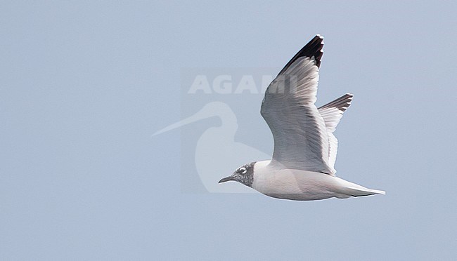 Adult Franklin's Gull (Leucophaeus pipixcan) in flight over Lago de Atitlan in Guatemala. stock-image by Agami/Ian Davies,