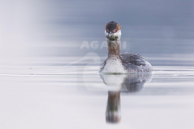 Slavonian Grebe - Ohrentaucher - Podiceps auritus ssp. auritus, Germany, adult winter plumage stock-image by Agami/Ralph Martin,