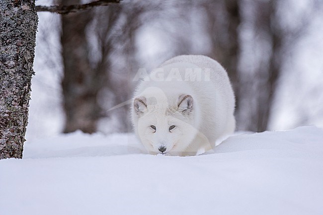 Portrait of an arctic fox, Vulpes lagopus, walking in the snow. Polar Park, Bardu, Troms, Norway. stock-image by Agami/Sergio Pitamitz,