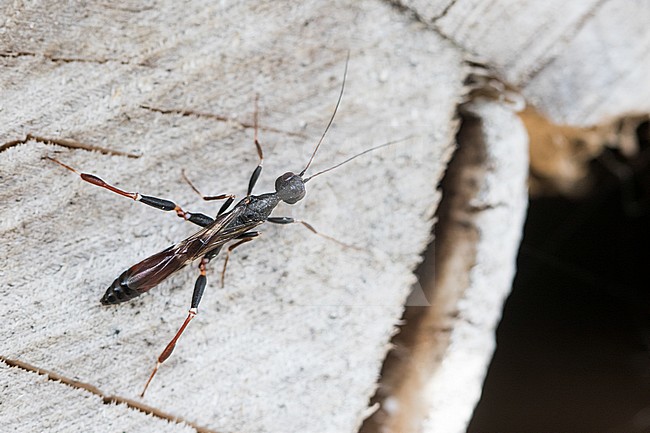 Stephanus serrator, Germany (Baden-Württemberg), imago, male stock-image by Agami/Ralph Martin,