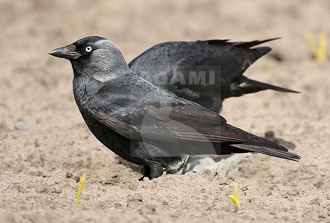 First summer Western Jackdaw (Coloeus monedula),  standing in arid agricultural field in the Netherlands, seen from the side. stock-image by Agami/Fred Visscher,