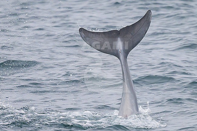 Bottlenose dolphin (Tursiops truncatus) showing its tail (ventral side) with the sea as background. stock-image by Agami/Sylvain Reyt,