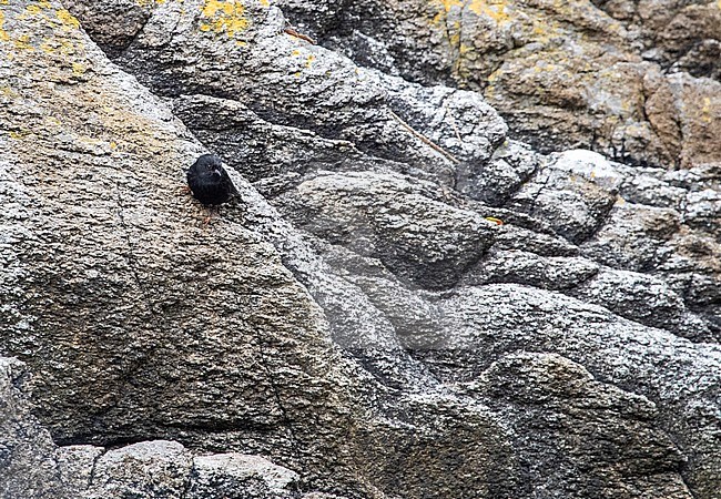 Snares Tomtit (Petroica macrocephala dannefaerdi) on The Snares, New Zealand. Perched on a cliff, just above the water line. stock-image by Agami/Marc Guyt,