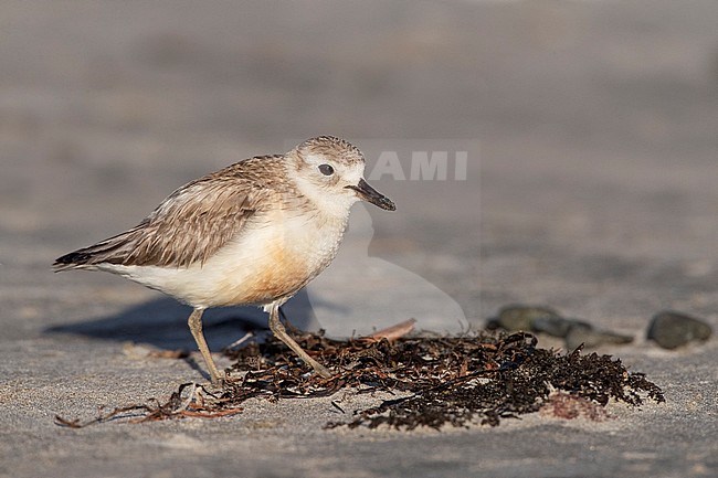 New Zealand Dotterel (Charadrius obscurus) at the coast of North Island, New Zealand. Adult standing on sandy beach. stock-image by Agami/Marc Guyt,
