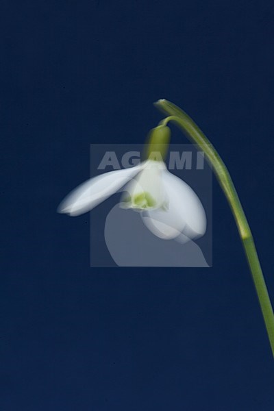 Closeup van de bloem van een sneeuwklokje, Close-up of a snowdrop flower stock-image by Agami/Wil Leurs,