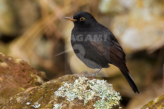 Mannetje Merel op de Azoren; Male Common Blackbird on the Azores stock-image by Agami/Daniele Occhiato,