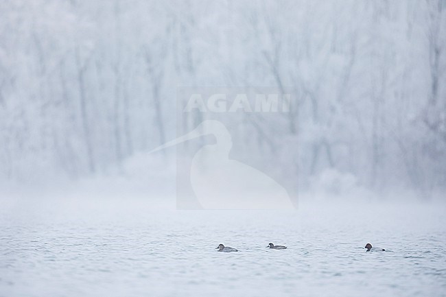 Greater Scaup - Bergente - Aythya marila ssp. marila, France (Alsace), adult, female stock-image by Agami/Ralph Martin,