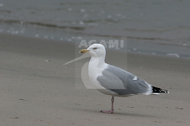 zilvermeeuw; Herring Gull stock-image by Agami/Chris van Rijswijk,