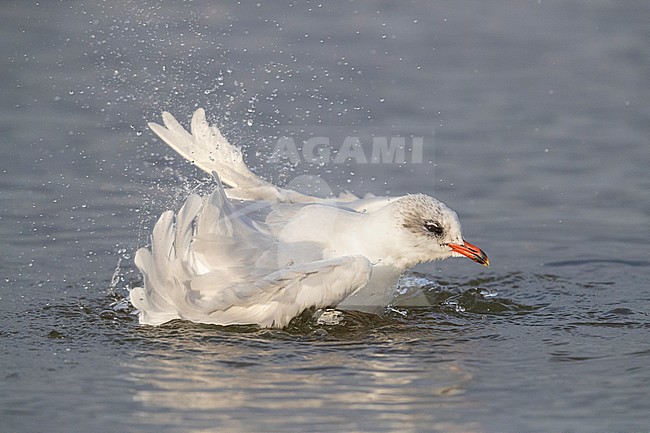Mediterranean Gull (Ichthyaetus melanocephalus), adult in winter plumage taking a bath, Campania, Italy stock-image by Agami/Saverio Gatto,