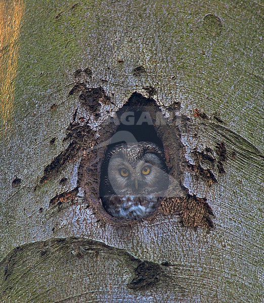 Tengmalm's Owl (Aegolius funereus) looking out from a nest hole in a tree in Belgium. stock-image by Agami/Marc Guyt,