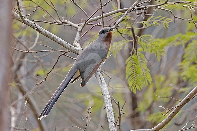 Bay-breasted Cuckoo (Coccyzus rufigularis) in the Dominican Republic. stock-image by Agami/Pete Morris,