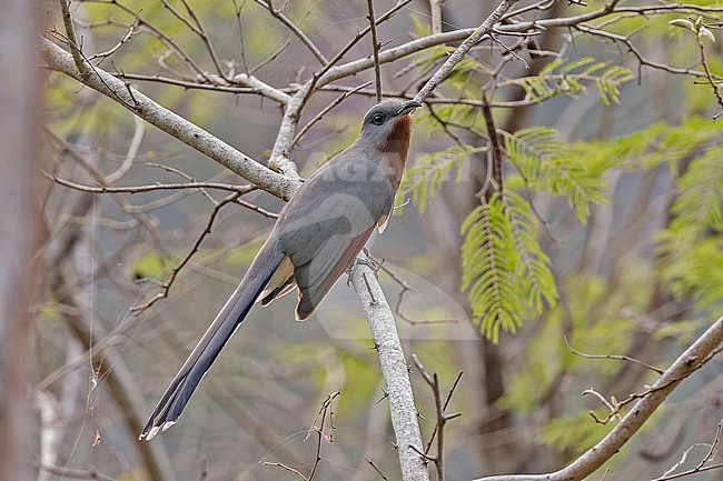 Bay-breasted Cuckoo (Coccyzus rufigularis) in the Dominican Republic. stock-image by Agami/Pete Morris,