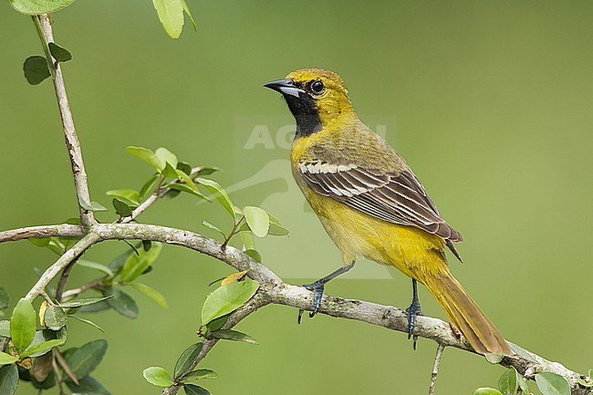 1st spring male
Galveston Co., TX
April 2008 stock-image by Agami/Brian E Small,