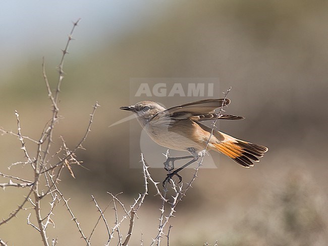 Side view of a  first winter female Kurdish Wheatear (Oenanthe xanthoprymna) on a branch showing its tail. Oman, Asia stock-image by Agami/Markku Rantala,