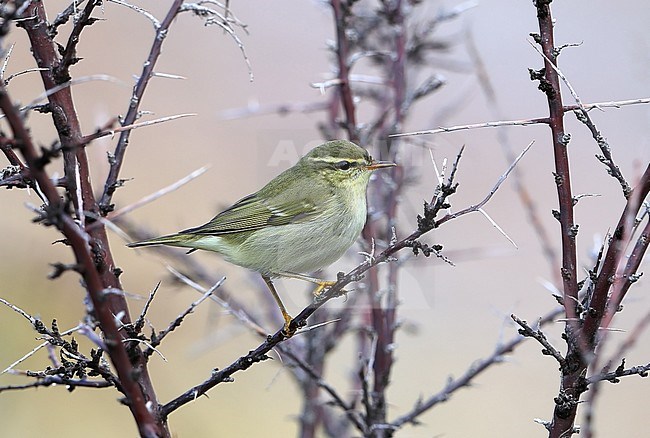 Arctic Warbler (Phylloscopus borealis) during autumn migration at Ongi valley in Mongolia. stock-image by Agami/Aurélien Audevard,
